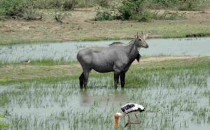 Read more about the article Nilgai (Blue Bull) casually walk on streets near GIP Mall, Noida, India