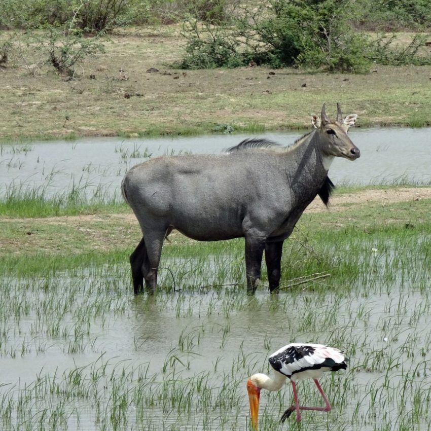 Nilgai (Blue Bull) casually walk on streets near GIP Mall, Noida, India