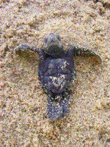 Read more about the article India: Over 70,000 Olive Ridley turtles taking over Rushikulya rookery in Odisha after 7 years of absence