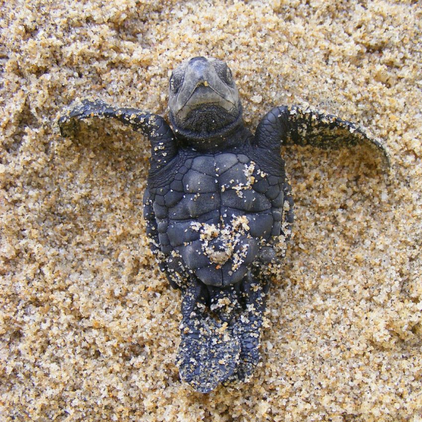 India: Over 70,000 Olive Ridley turtles taking over Rushikulya rookery in Odisha after 7 years of absence