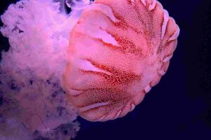 Read more about the article Thousands of Pink Jellyfish appear near a deserted beach in the Philippines