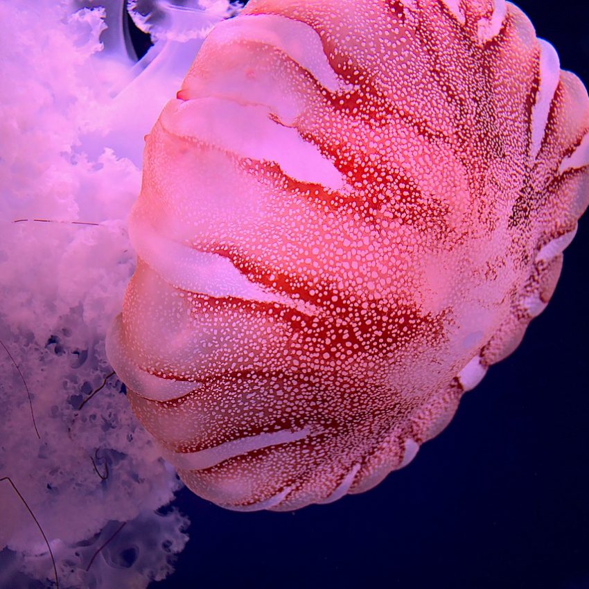 Thousands of Pink Jellyfish appear near a deserted beach in the Philippines