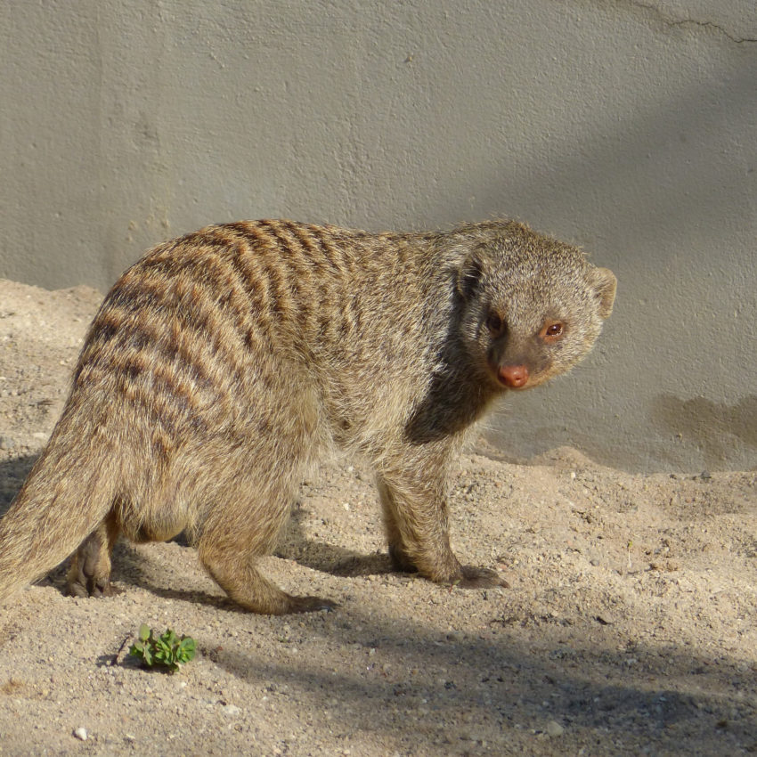 The Small Indian Civet was spotted recently walking in a town