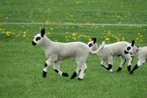 Read more about the article UK: A Flock of Lambs Are Seen Playing in A Childrens Playground Roundabout