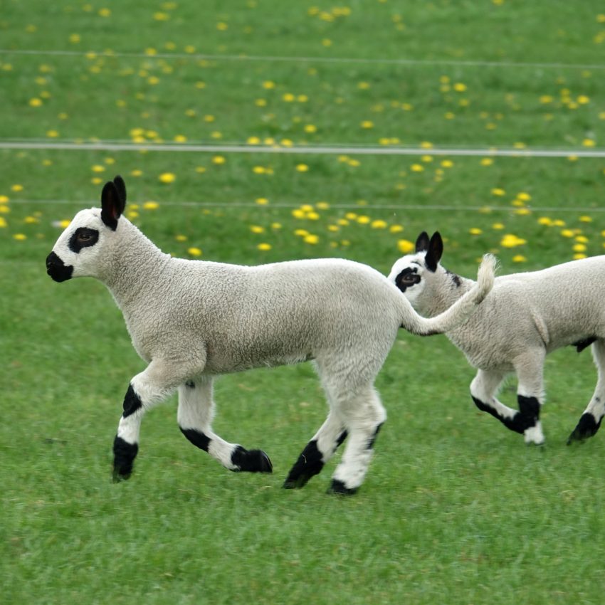 UK: A Flock of Lambs Are Seen Playing in A Childrens Playground Roundabout