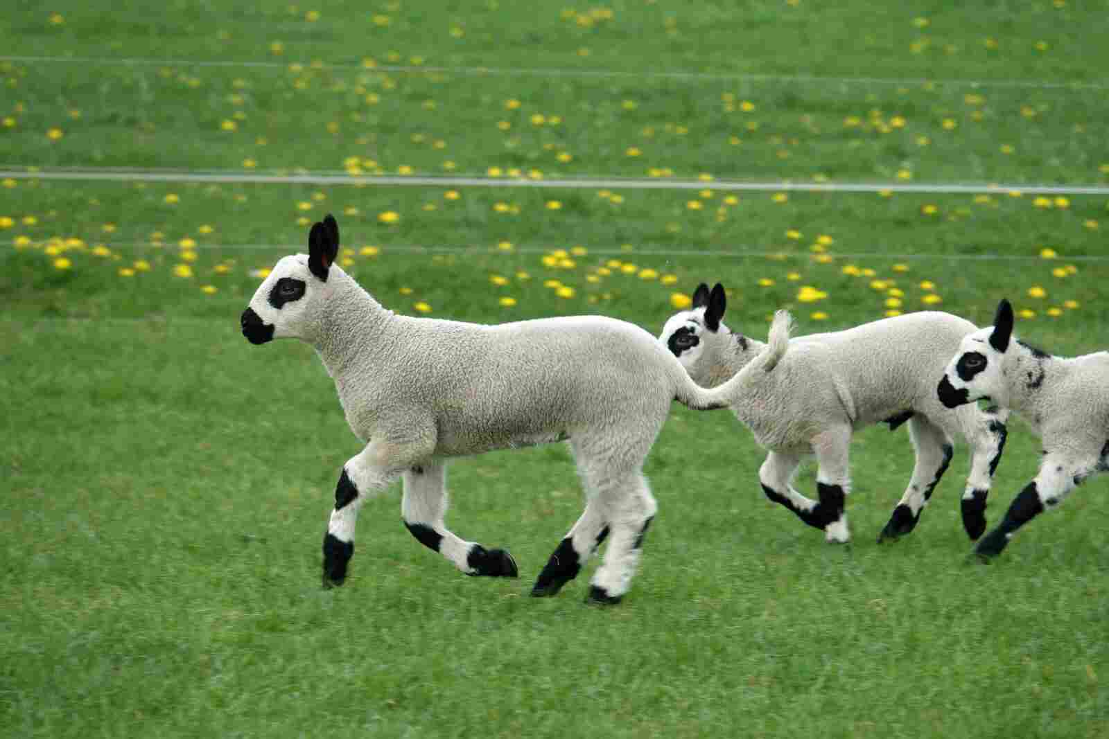 You are currently viewing UK: A Flock of Lambs Are Seen Playing in A Childrens Playground Roundabout