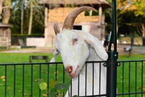 Read more about the article UK: Just another goat day at the Welsh town of Llandudno during novel coronavirus lockdown