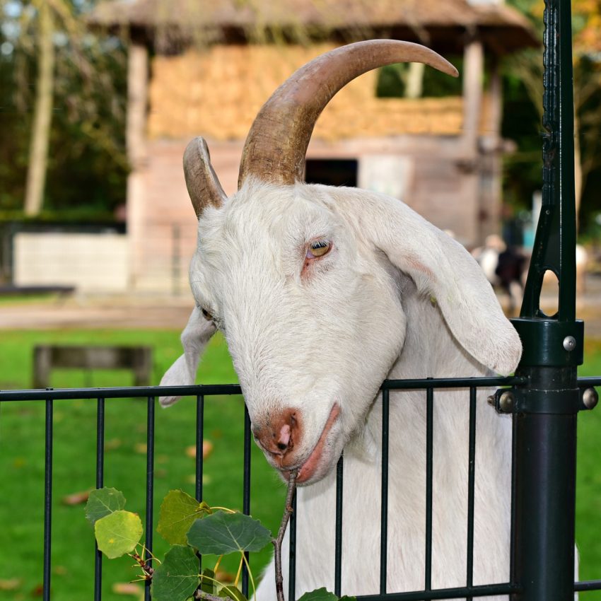 UK: Just another goat day at the Welsh town of Llandudno during novel coronavirus lockdown