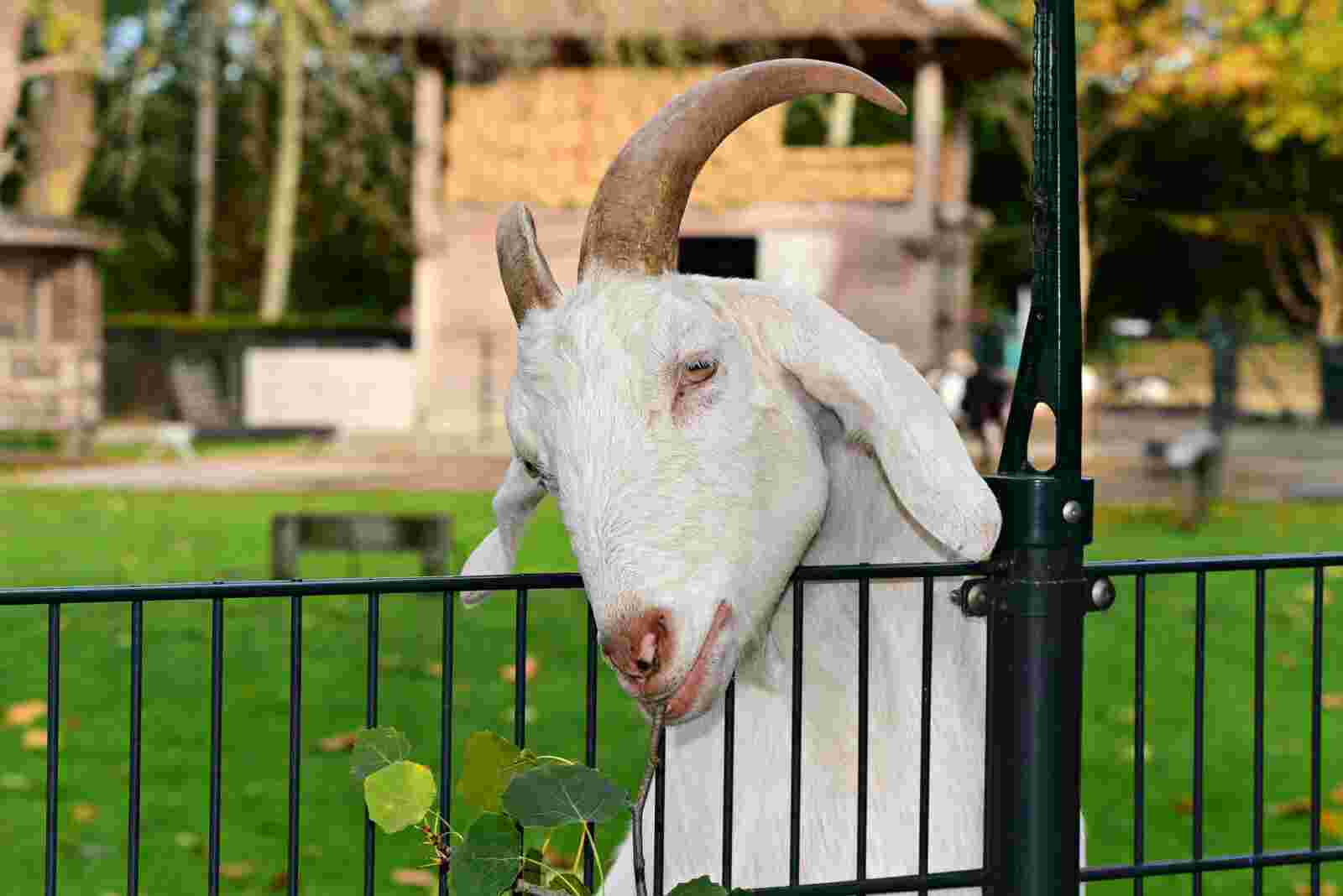 You are currently viewing UK: Just another goat day at the Welsh town of Llandudno during novel coronavirus lockdown