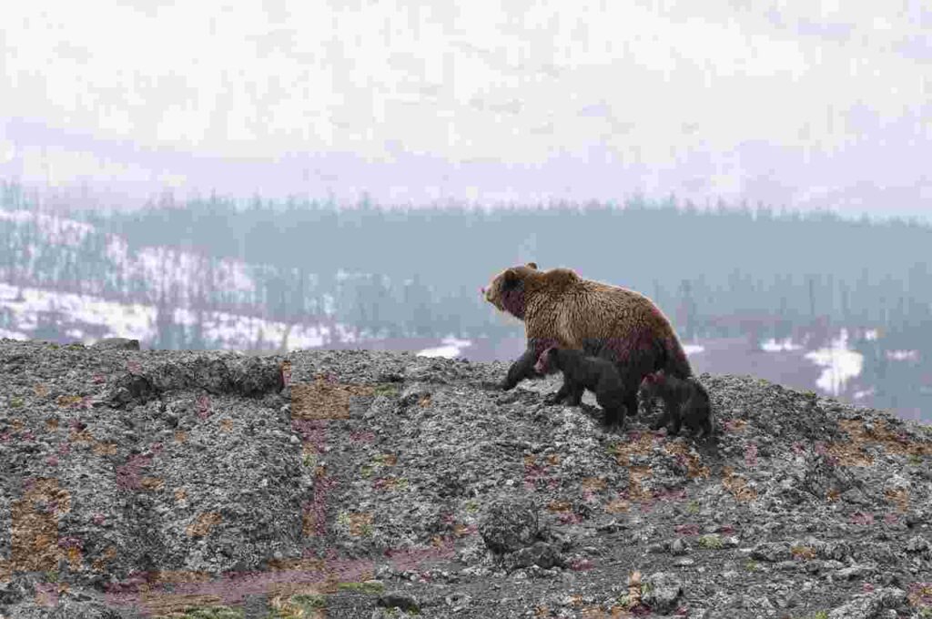 Canadian-mother-bear-with-two-cubs