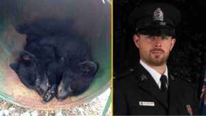 Read more about the article Canadian conservation officer fired for refusing to kill bear cubs wins legal battle