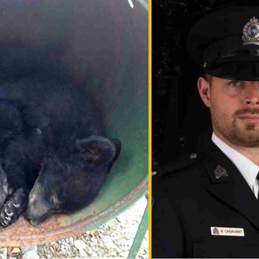 Canadian conservation officer fired for refusing to kill bear cubs wins legal battle