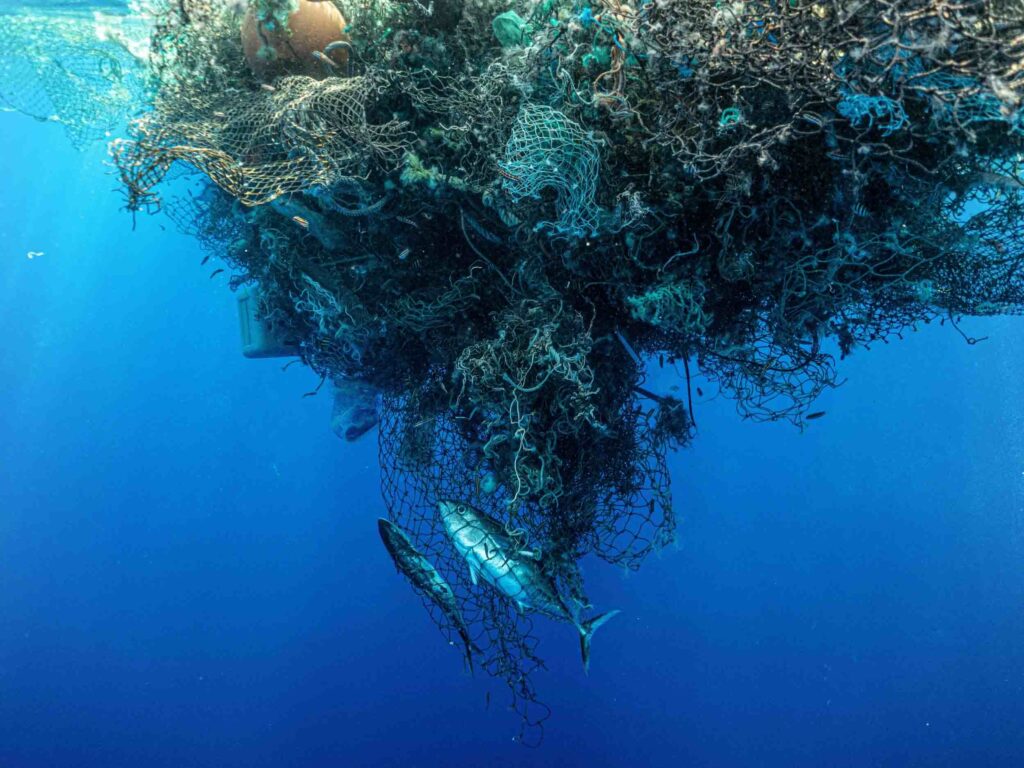 Dead tuna fish entangled in nets