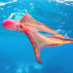 Rare sighting of a female blanket octopus in the great barrier reef