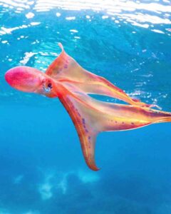 Read more about the article Rare sighting of a female blanket octopus in the great barrier reef