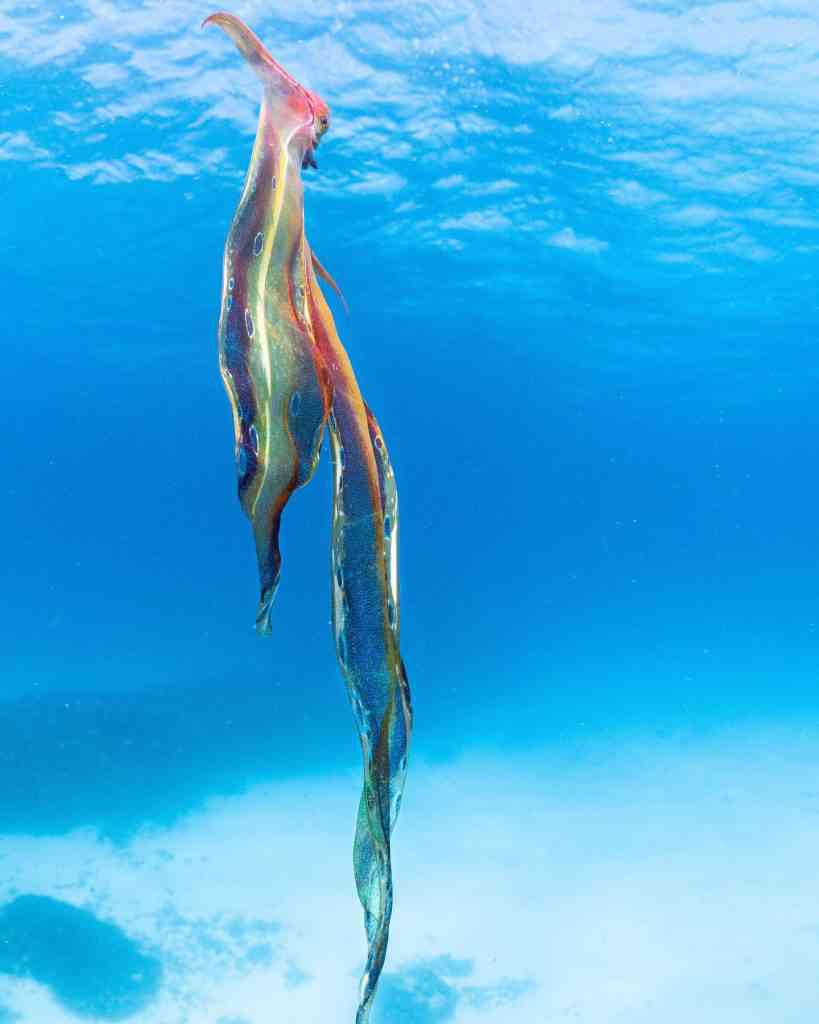 Blanket-octopus