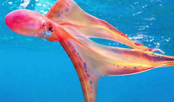 Blanket-octopus