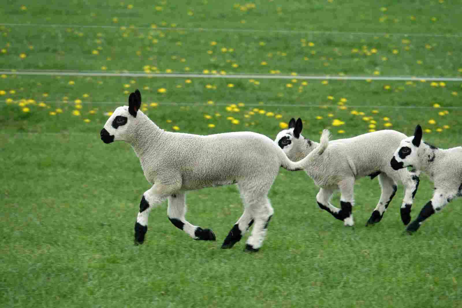 Flock of Lambs in Playground